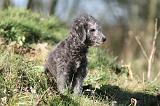 BEDLINGTON TERRIER 248